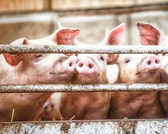 Бизнес по выращиванию свиней в домашних условиях