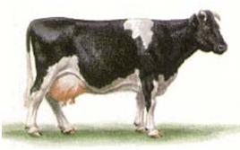 Значение крупного рогатого скота и его биологические особенности Что означает крс