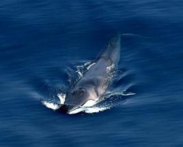 Карликовый кит: действительно ли он самый маленький?